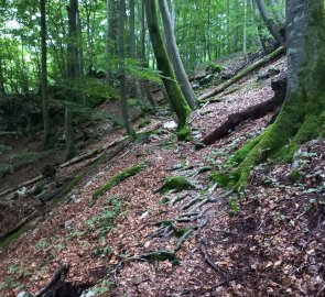 Cesta lesem nad Traunkirchenem