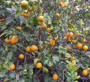 Citrony uvidíte v Amalfi všude