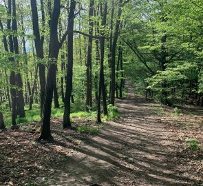 Lesní cesta do Podlesí