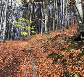 Brzy začíná typická lesní cesta s podzimním listím
