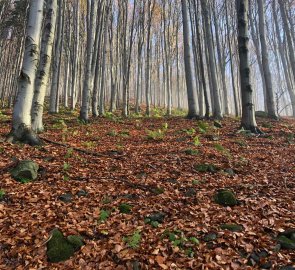 The beech forest is the best thing on the yellow trail to Lysá hora