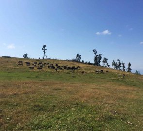 Day 2 - herds over Amarati