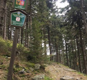 Lesní pěšina s kameny na červené značce směrem na Šerák