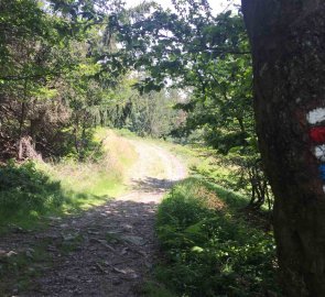 Lesní cesta po napojení na modro-červenou značku na Radhošť