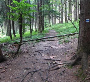 Lesní cesta po modré značce směrem k Rumunskému prameni