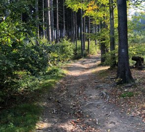 Lesní cesta směrem na Tanečnici