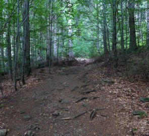 Stoupání lesní cestou s kořeny po naučné stezce Boubínský prales