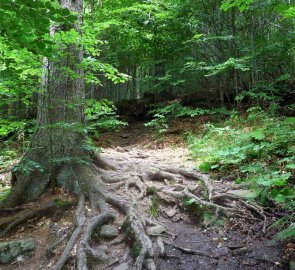 Prudší stoupání lesní cestou s kořeny po naučné stezce Boubínský prales