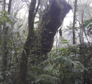 Mlžný les v Monteverde má svou zvláštní atmosféru