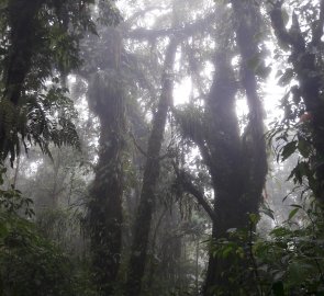 Mlžný prales je opravdová nádhera i přes ten déšť