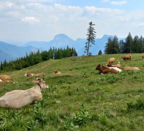 Krávy na Brombergalmu, v pozadí Traunstein