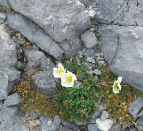 White poppy at about 2600 m