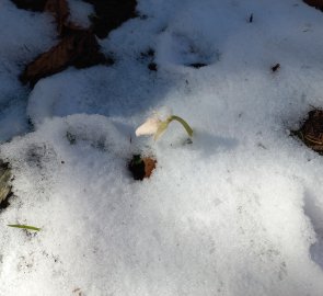 Snow rose buds