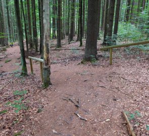 Prudší sestup lesní cestou s kořeny zpět k Boubínskému jezírku