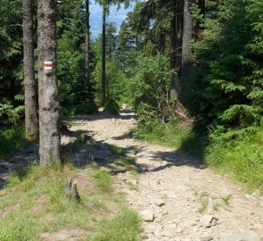 Lesní cesta už na červené značce za rozcestníkem Lukšinec