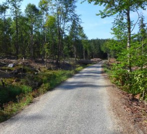 Jednotvárný ráz cesty, asfaltka v lese vás bude doprovázet většinu cesty