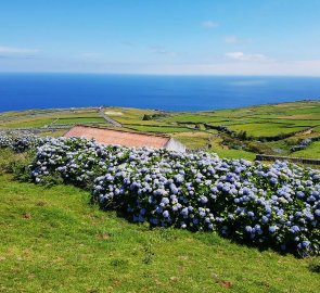 Všudy přítomné hortenzie, které jsou na všech Azorských ostrovech (jaro - léto)