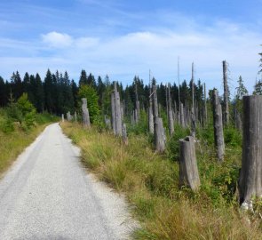 Široká šumavská zpevněná cesta lesem napadeným kůrovcem