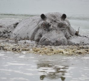 You will meet a hippo not only in the camp