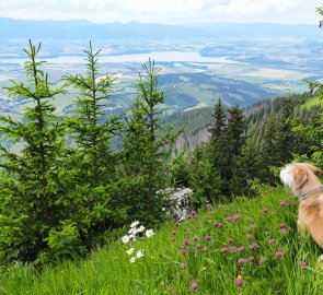 The views captivated even the four-legged mountain men (Liptovská Mara in the background)