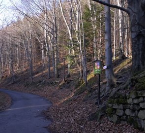 Lesní asfaltka vedoucí od rekreačního střediska Sepetná v CHKO Beskydy