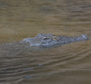 Krokodýl v Nilu