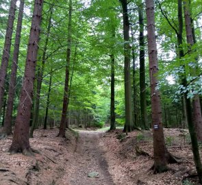 Široká lesní cesta