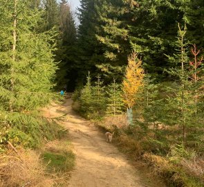 Forest path to Malinska Rock