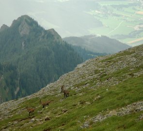 Sestup do údolí nám zpestřilo stádo kozorožců alpských