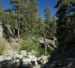 Pine forest at the bottom of the ascent to the lake