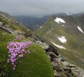 Alpská květena na úbočí hory Gross Hansl ve Wölzských Taurách