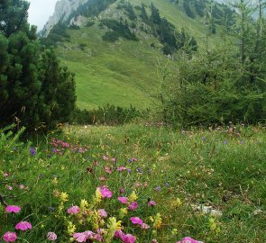 Hora Klauen a horská květena