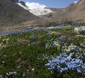 Pohled na konec doliny Irik a kavkazská květena