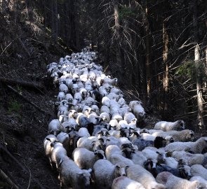Stádo ovcí se psím doprovodem nám zpříjemnilo cestu lesem