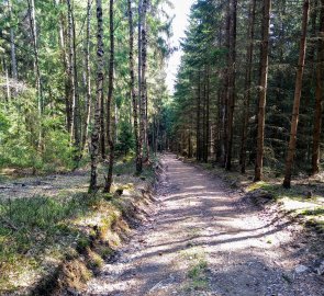 Lesní cesta k rybníku Bílý Halštrov