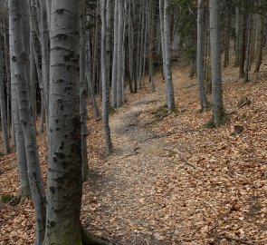 Lesní cesta na Hostýn