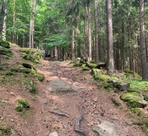 The final section through the forest was the steepest