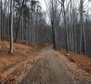 Lesní cesta v bukovém lese na začátku výstupu za obcí Hukvaldy
