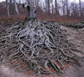Neuvěřitelný kořenový systém u buků po cestě na hrad Hukvaldy