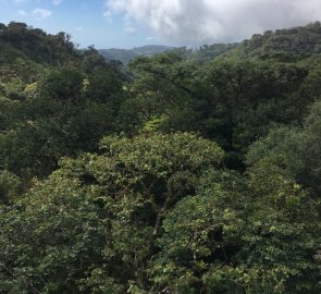V dálce vede zip line a je slyšet křik letících turistů, další z atrakcí v Monteverde