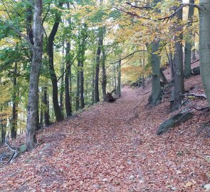 Forest path to the ruins of Starý Žeberk