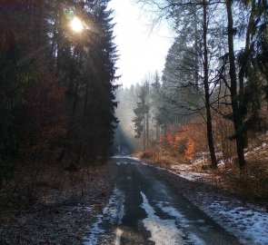 Lesní asfaltka v údolí Moravského krasu
