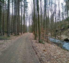 Lesní cesta do Chlístovic