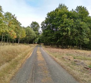 Lesní asfaltka vedoucí zpět do vesnice Nová Ves v Horách