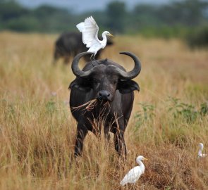 In Murchison Falls Park you can meet a buffalo
