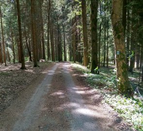 Lesní cesta z Nových Losin