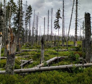 Poničený les kůrovcem na hřebeni