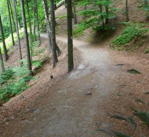 Lesní cesta v Národním parku České Švýcarsko