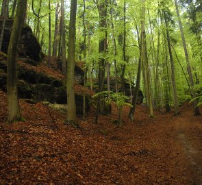 Cesta lesním kaňonem z obce Jestřebice