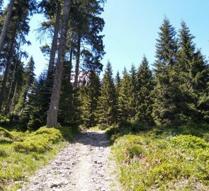 Lesní cesta ze sedla